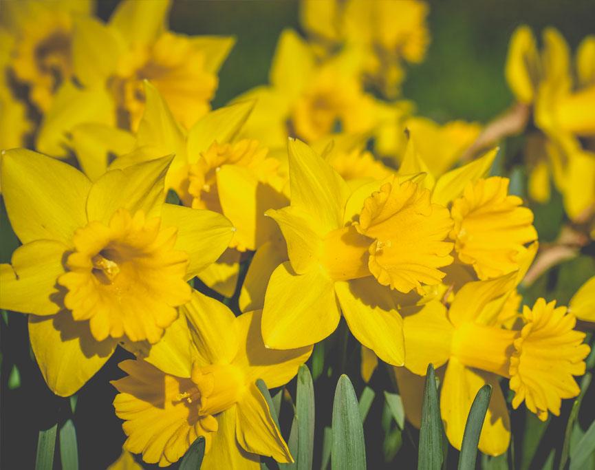Narcissus (Narsissit)