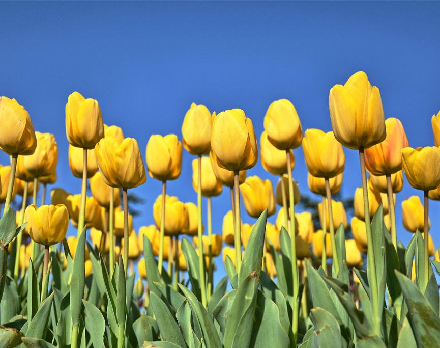 Tulipa (Tulppaanit)