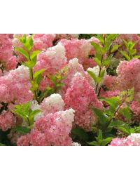 Syyshortensia 'Vanille Fraise'