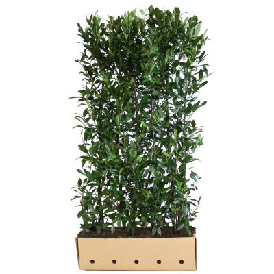Laakerikirsikka ‘Caucasica’ Valmiit pensasaidat 180 cm Valmiselementti