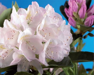 Alppiruusu ‘Cunninghams White’