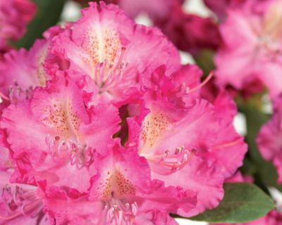 Alppiruusu ‘Germania’
