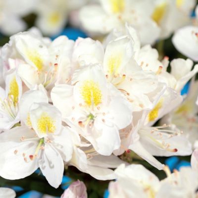 Alppiruusu ‘Madame Masson’