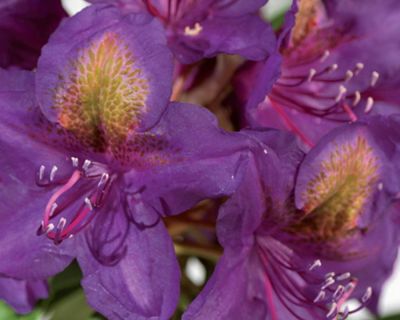 Alppiruusu ‘Marcel Menard’