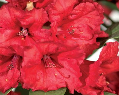 Alppiruusu ‘Red Jack’