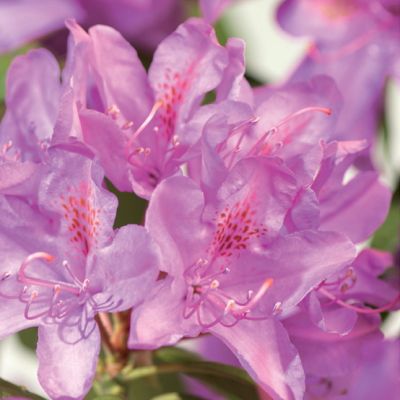 Alppiruusu ‘Roseum Elegans’