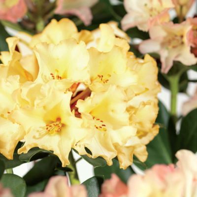 Alppiruusu ‘Horizon Monarch’