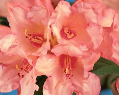 Alppiruusu ‘Virginia Richards’