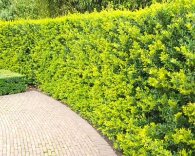 Japaninorjanlaakeri 'Green Hedge'