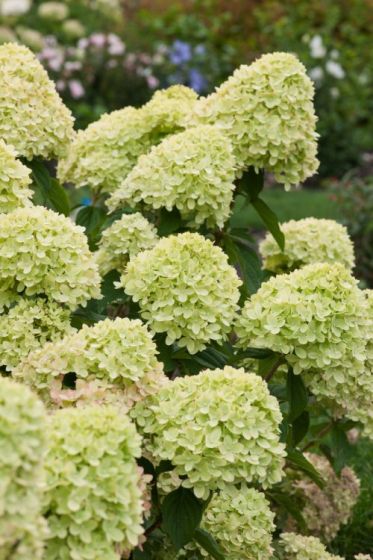 Little Lime -hortensia