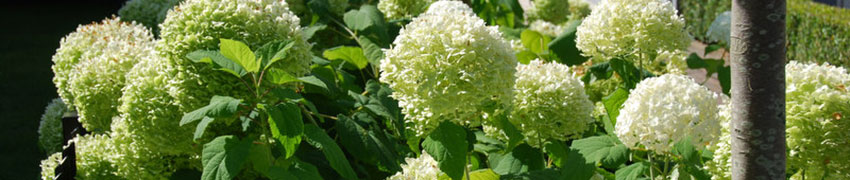 Hortensia-aidanne Hortensia-aidanne